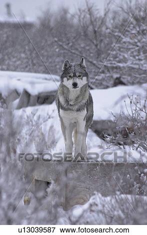 Stock Photo - Churchill Northern Manitoba Husky. Fotosearch