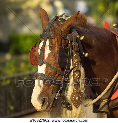 Close-up of a horse with reins View Large Photo Image Stock Image - Close-up of a horse with reins. Fotosearch