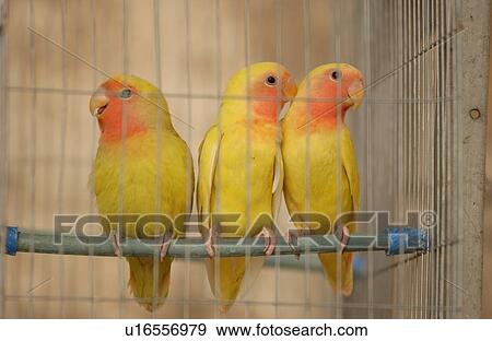 Close-up of three birds in a bird cage View Large Photo Image Stock Photo - Close-up of three birds in a bird cage. Fotosearch