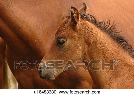Stock Image - Close up of young colt. Fotosearch