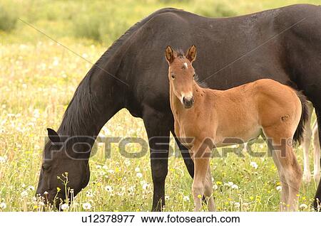 Colt with mother grazing in pasture View Large Photo Image Stock Photo - Colt with mother grazing in pasture. Fotosearch
