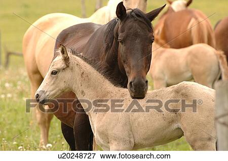 Stock Photo - Colt with mother grazing in pasture. Fotosearch