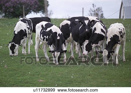 Stock Photo - Cows grazing on a field. Fotosearch