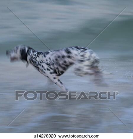 Dalmation in Motion View Large Photo Image Stock Image - Dalmation in Motion. Fotosearch