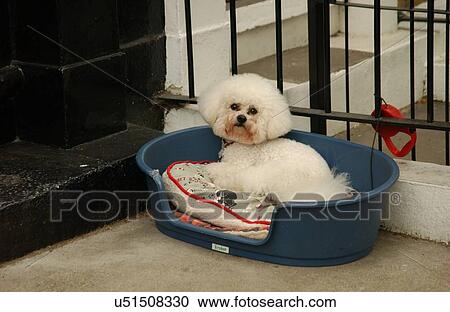 Stock Image - Dog in Bed Outside. Fotosearch