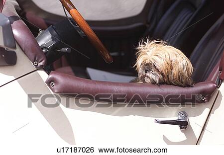 Dog in Car View Large Photo Image Stock Photograph - Dog in Car. Fotosearch