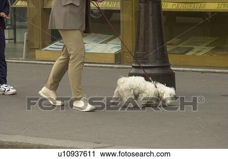 Dog on Leash View Large Photo Image Stock Image - Dog on Leash. Fotosearch