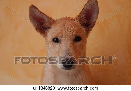 Dog View Large Photo Image Stock Image - Dog. Fotosearch