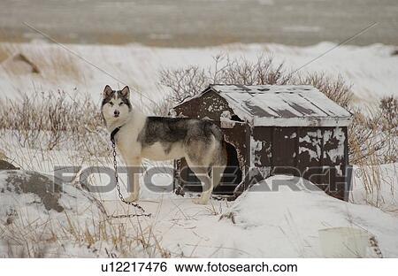 Husky and Doghouse View Large Photo Image Stock Photograph - Husky and Doghouse. Fotosearch