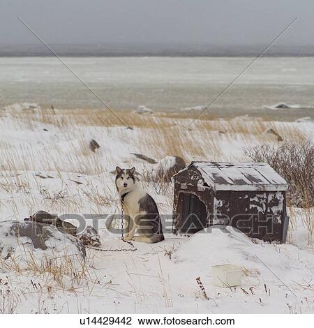 Stock Image - Husky by Dog House. Fotosearch