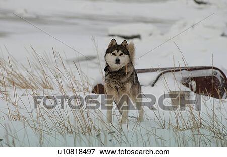 Stock Photo - Husky. Fotosearch