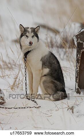 Husky View Large Photo Image Stock Photo - Husky. Fotosearch