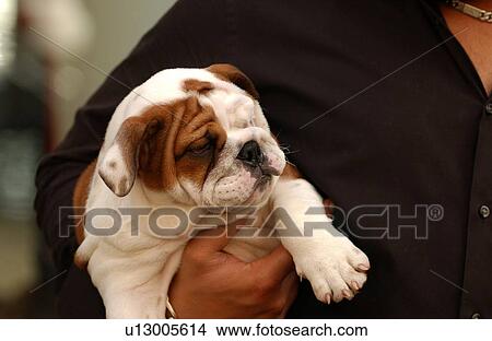 Man holding a puppy View Large Photo Image Picture - Man holding a puppy. Fotosearch