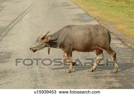 Ox crossing the road View Large Photo Image Stock Image - Ox crossing the road. Fotosearch