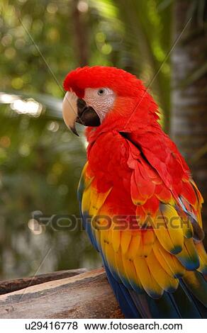 Parrot View Large Photo Image Stock Photo - Parrot. Fotosearch