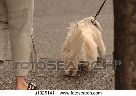 People walking a dog on leash View Large Photo Image Stock Image - People walking a dog on leash. Fotosearch