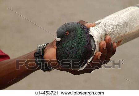 Person holding a pigeon wrapped in a newspaper View Large Photo Image Stock Image - Person holding a pigeon wrapped in a newspaper. Fotosearch