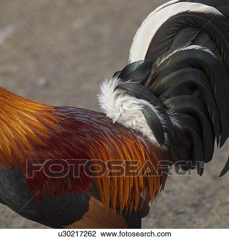 Stock Image - wild rooster. Fotosearch