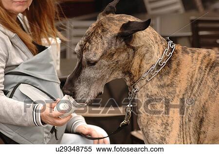 Stock Photography - Woman with large dog. Fotosearch