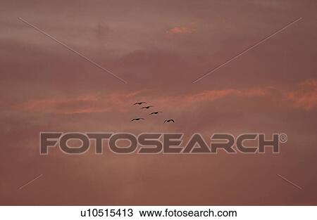 Stock Image - Lake Photography - Five Birds Flying in Sky at Sunset. Fotosearch