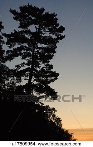 Silhouette of a tree against twilight sky View Large Photo Image Picture - Silhouette of a tree against twilight sky. Fotosearch