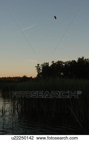 Silhouette of shoreline against twilight sky View Large Photo Image Stock Image - Silhouette of shoreline against twilight sky. Fotosearch