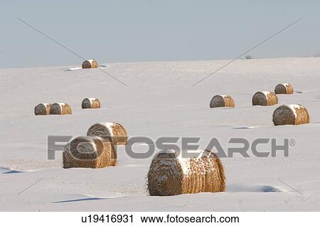 Stock Image - Bales of hay laying in snow on field in Alberta Canada. Fotosearch