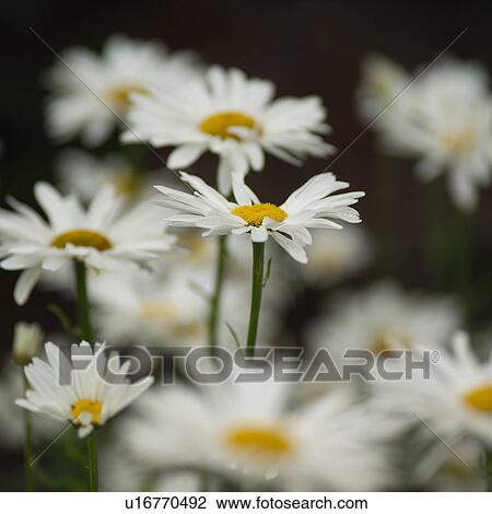 白いひなぎく 花 ストックイメージ U Fotosearch