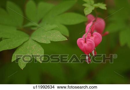 Picture - Close-up of a flowering plant. Fotosearch