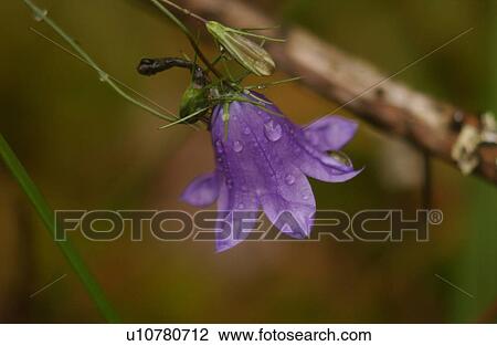 Close-up of a flowering plant View Large Photo Image Stock Image - Close-up of a flowering plant. Fotosearch