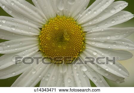 Close-up of a flowering plant View Large Photo Image Stock Image - Close-up of a flowering plant. Fotosearch