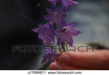 Close-up of a flowering plant View Large Photo Image Stock Image - Close-up of a flowering plant. Fotosearch