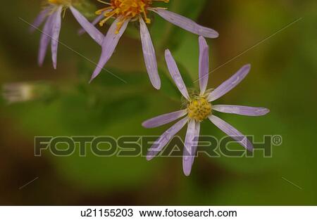 Close-up of a flowering plant View Large Photo Image Stock Image - Close-up of a flowering plant. Fotosearch