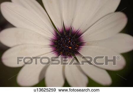 Close-up of a flowering plant View Large Photo Image Stock Photo - Close-up of a flowering plant. Fotosearch
