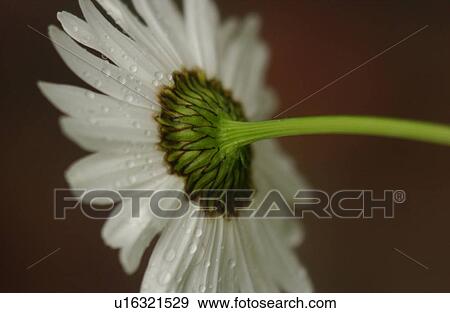 Stock Photo - Close-up of a flowering plant. Fotosearch