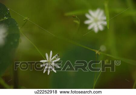 Close-up of a flowering plant View Large Photo Image Stock Photo - Close-up of a flowering plant. Fotosearch