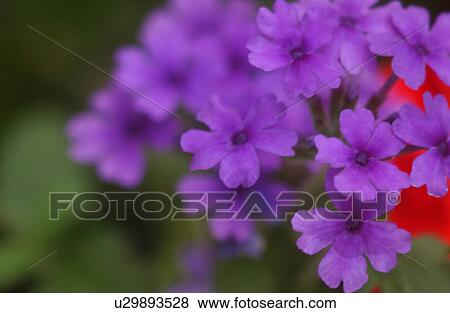 Close-up of a flowering plant View Large Photo Image Stock Photo - Close-up of a flowering plant. Fotosearch