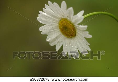 Close-up of a flowering plant View Large Photo Image Stock Photo - Close-up of a flowering plant. Fotosearch