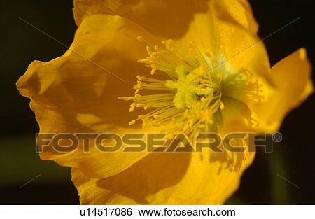 Close-up of a flowering plant View Large Photo Image Stock Photograph - Close-up of a flowering plant. Fotosearch