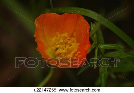 Stock Photography - Close-up of a flowering plant. Fotosearch