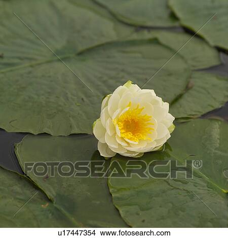 Picture - Close-up of a lotus flower. Fotosearch