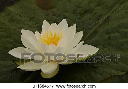 Close-up of a lotus flower View Large Photo Image Stock Photo - Close-up of a lotus flower. Fotosearch
