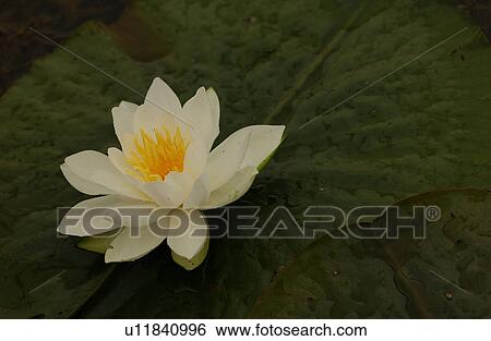 Close-up of a lotus flower View Large Photo Image Stock Photograph - Close-up of a lotus flower. Fotosearch