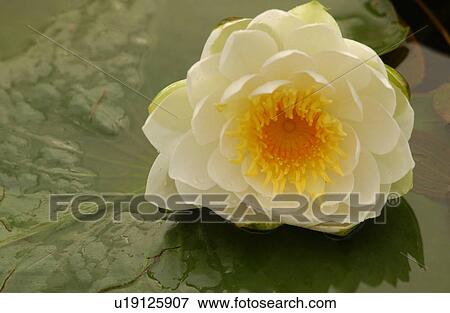 Stock Photo - Close-up of a lotus. Fotosearch