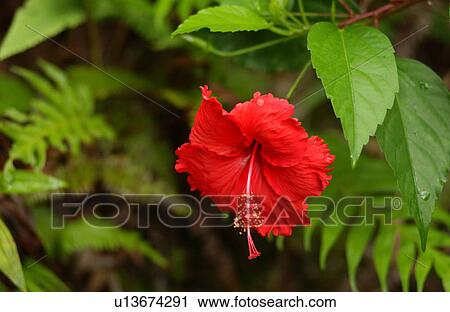 Close-up of a red tropical flower View Large Photo Image Stock Image - Close-up of a red tropical flower. Fotosearch