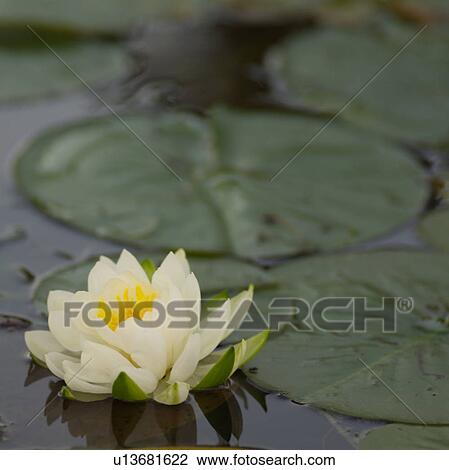 Close-up of lotus leaves View Large Photo Image Stock Image - Close-up of lotus leaves. Fotosearch