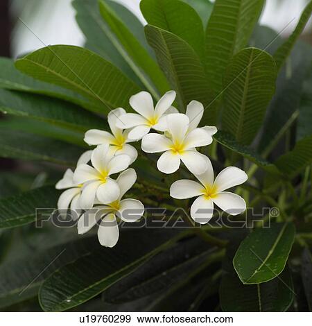 Stock Photo - Close Up of White Flowers. Fotosearch