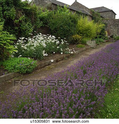 Flower Garden View Large Photo Image Stock Image - Flower Garden. Fotosearch