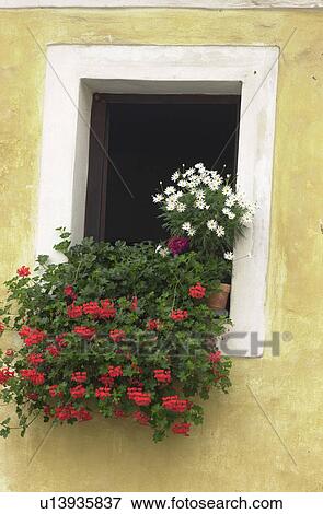 Flowering plants on a ledge in a window View Large Photo Image Stock Photo - Flowering plants on a ledge in a window. Fotosearch
