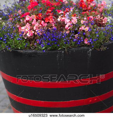 flowers in barrel View Large Photo Image Stock Image - flowers in barrel. Fotosearch